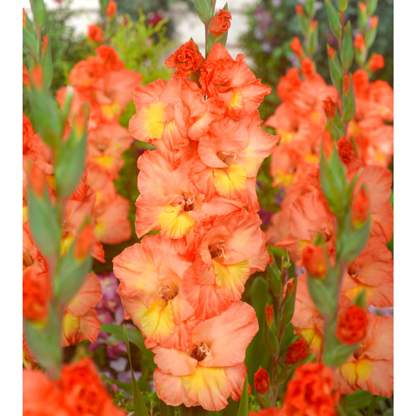 Gladioli Tabasco