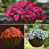 Gurus Beacon Impatiens Collection 1