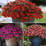 Gurus Beacon Impatiens Collection 2 Colgurbim2 - Garden Express Australia