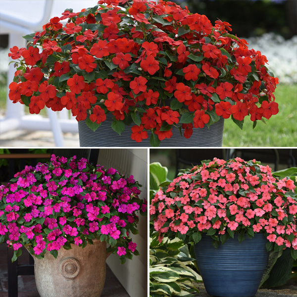 Gurus Beacon Impatiens Collection 2