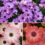 Gurus Osteospermum Blush Collection Colgurobl - Garden Express Australia