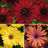 Gurus Osteospermum Bold Collection Colgurobd - Garden Express Australia