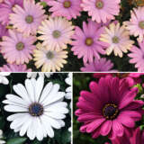 Gurus Osteospermum Twilight Collection Colgurotc - Garden Express Australia