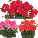 Gurus Pelargonium Santana Collection Colgurpsn - Garden Express Australia