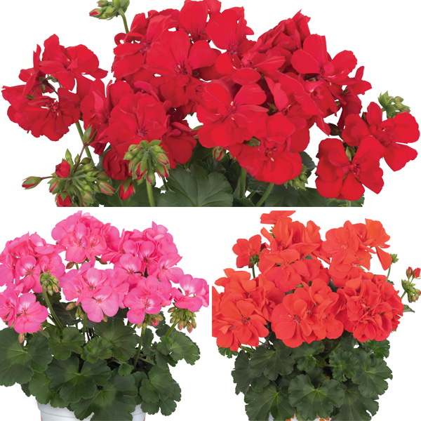 Gurus Pelargonium Santana Collection