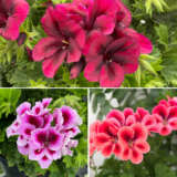 Gurus Pelargonium Solstice Collection Colgurpsc - Garden Express Australia