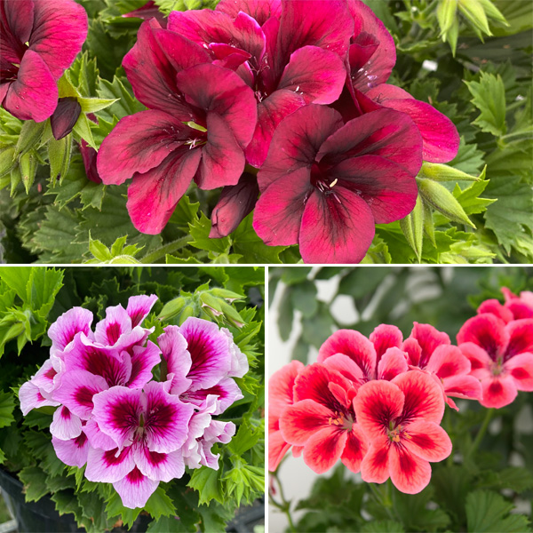 Gurus Pelargonium Solstice Collection