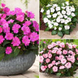 Gurus Sunpatiens Impatiens Blush Collection Colgursbc - Garden Express Australia