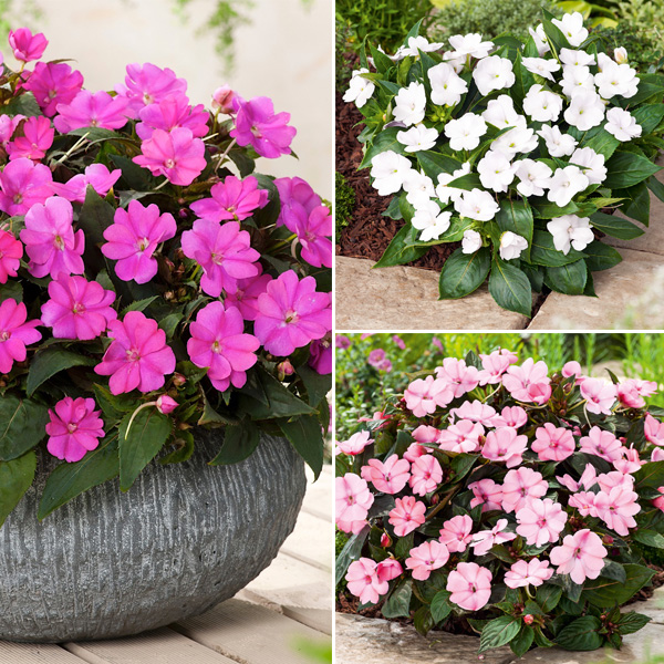 Gurus Sunpatiens Impatiens Blush Collection