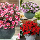 Gurus Sunpatiens Impatiens Bold Collection Colgursbl - Garden Express Australia