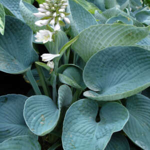 Hosta Blue Angel - Garden Express Australia