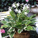 Hosta So Sweet Pkhossos - Garden Express Australia