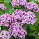 Hydrangea Ayesha P75hydaye - Garden Express Australia