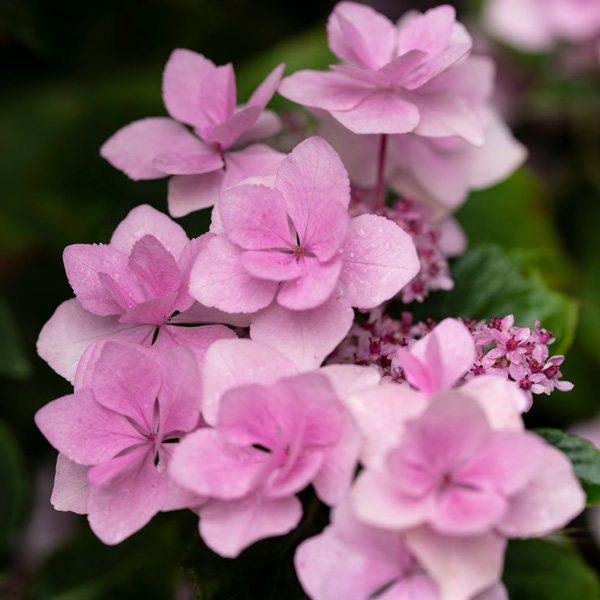 Hydrangea Emotion