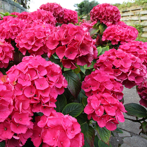 Hydrangea Leuchtfeuer