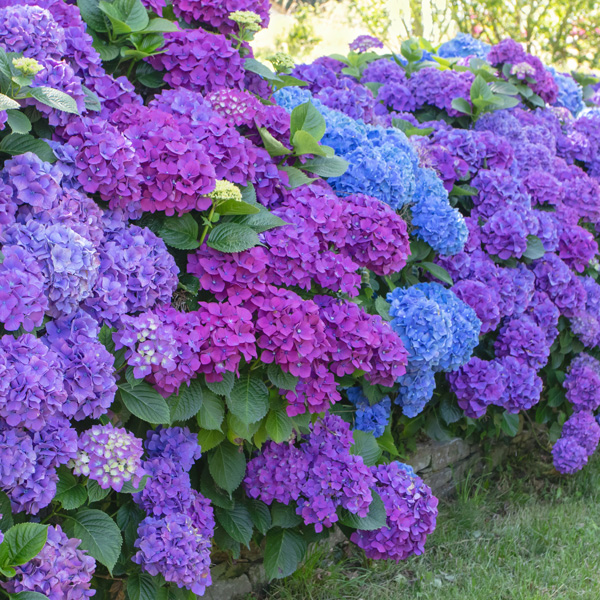 Hydrangea Matilda Gutges