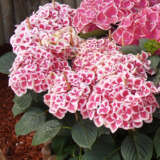 Hydrangea Saturn P75hydsat - Garden Express Australia