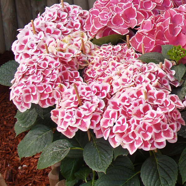 Hydrangea Saturn