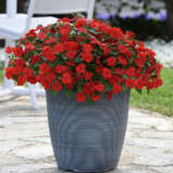 Impatiens Beacon Bright Red