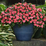 Impatiens Beacon Coral