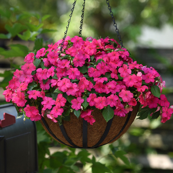 Impatiens Beacon Rose