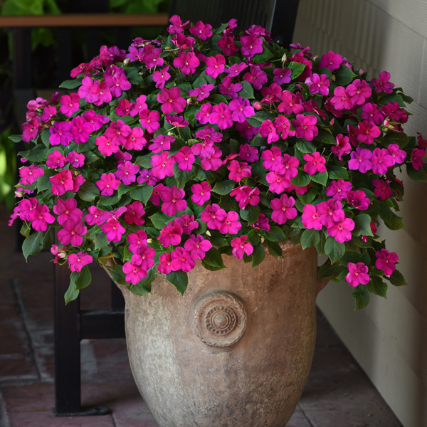 Impatiens Beacon Violet Shades