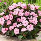 Impatiens Sunpatiens Compact Blush Pink P68sunpcb - Garden Express Australia