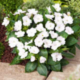 Impatiens Sunpatiens Compact White P68sunpcw - Garden Express Australia