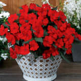 Impatiens Sunpatiens Compact Deep Red P68sunpcdr - Garden Express Australia