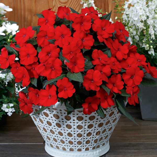 Sunpatiens Compact Deep Red