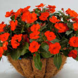 Impatiens Sunpatiens Compact Electric Orange P68sunpceo - Garden Express Australia