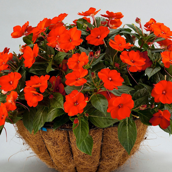 Sunpatiens Compact Electric Orange