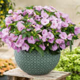 Impatiens Sunpatiens Compact Lavender Splash P68sunpcls - Garden Express Australia