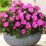 Impatiens Sunpatiens Compact Lilac P68sunpcl - Garden Express Australia