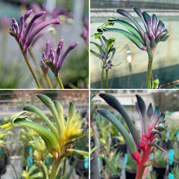 Kangaroo Paw Celebrations Collection