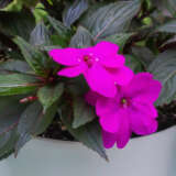 New Guinea Impatiens Magnum Blue