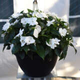 New Guinea Impatiens Magnum Clear White