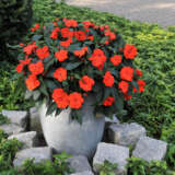 New Guinea Impatiens Magnum Fire