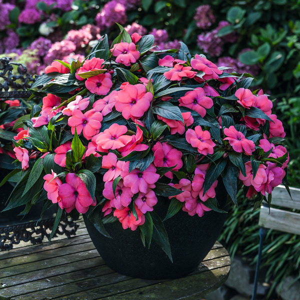 New Guinea Impatiens Magnum Hot Pink