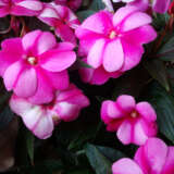 New Guinea Impatiens Magnum Lavender Splash Lplngimls - Garden Express Australia