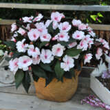 New Guinea Impatiens Magnum White Blush Lplngimwb - Garden Express Australia