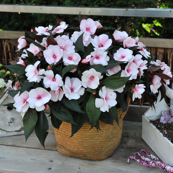 New Guinea Impatiens Magnum White Blush