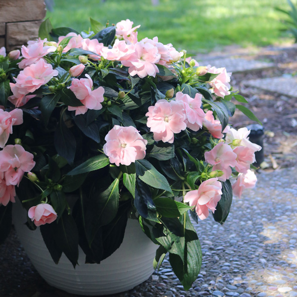 New Guinea Impatiens Wild Romance Blush Pink