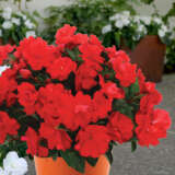 New Guinea Impatiens Wild Romance Red