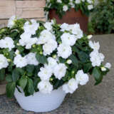 New Guinea Impatiens Wild Romance White Lplngiwrw - Garden Express Australia