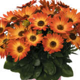 Osteospermum Margarita Orange Flare Lplostmof - Garden Express Australia