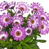 Osteospermum Margarita Purple Spoon Lplostmps - Garden Express Australia