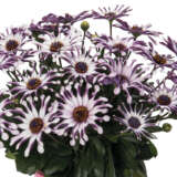 Osteospermum Margarita White Spoon