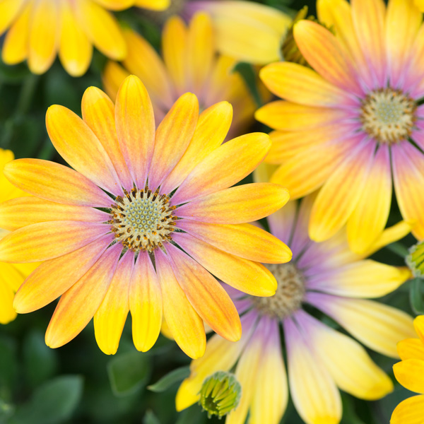 Osteospermum Pop Eye Golden Yellow And Peach Pink