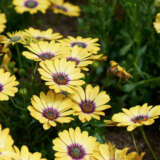 Osteospermum Pop Eye Light Yellow And Purple